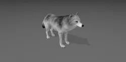 Wolf 3D Model Low-poly 3D model