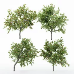 4diffrent tree Peach 4 trees Models in the scene 3D model