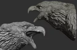  Bald Eagle head 3D model