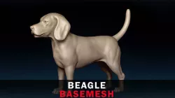 Beagle Basemesh 3D model