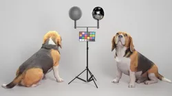 Beagle dog 18 Low-poly 3D model