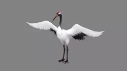 Cartoon White Crane - Red crowned Crane Low-poly 3D model