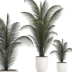 Decorative palm in a white flowerpot 524 3D model