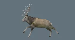 Deer Rig Low-poly 3D model