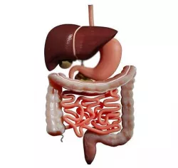 Digestive system 3D MODEL 3D model