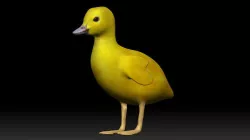Duckling Low-poly 3D model