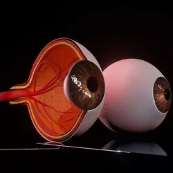 eye 3d model 3D model