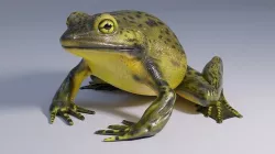 Goliath Bullfrog - Animated Low-poly 3D model