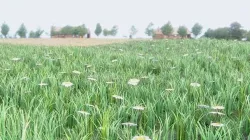 Grass 1 - Tall Grass 3D model