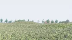 Grass 3 - Short Grass 3D model