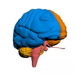 Human Brain 3D model
