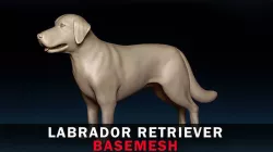 Labrador Retriever Basemesh 3D model