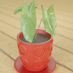 Lime Zinger or Elephants Ear Pot Plant Low-poly 3D model