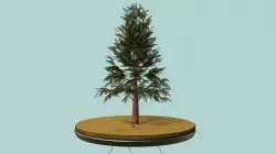 Pine Tree 3D model