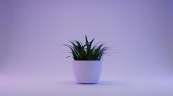 Plants  3D model