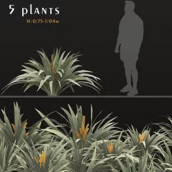 Set of Astelia chathamica or Silver spear Plants - 5 Plants 3D model