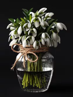 Snowdrop Plant 3D model