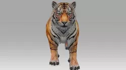 Tiger Realistic Character with motion 3D model