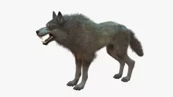 Wolf Rigged 3D model