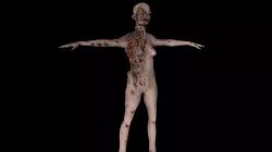 zambi 3D model