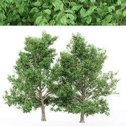4diffrent tree Korean Stewartia 3D model