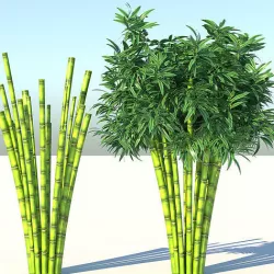 Bamboo  3D model