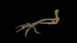 Bat arm bone 3D model