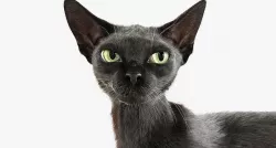 Cat Black Fur Shorthair Animated XGen Core 3D model