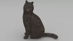 Cat Model 3D model