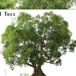 Cinnamomum camphora or Camphor Tree - 1 Tree 3D model