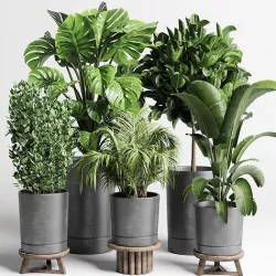 collection Indoor plant 91 pot palnt palm tree plant monstera 3D model
