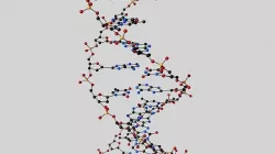 DNA double helix 3D model