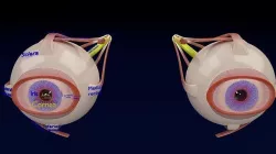 Eye anatomy cut open detail labelled 3D model