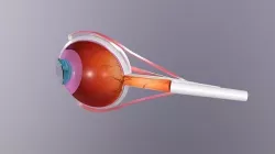 Eyeball 3D model