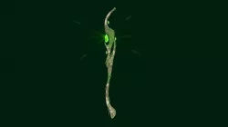 Fantasy Mage Staff 01 Nature - Medieval Fantasy Weapon Low-poly 3D model