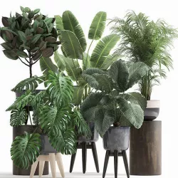 Houseplants in a flowerpot for the interior 1023 3D model