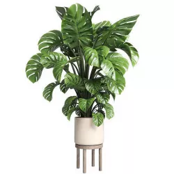 Indoor plant 89 wood vase pot plant monstera 3D model