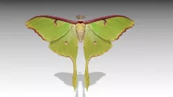 Luna Moth Low-poly 3D model