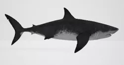 Megalodon 3D model