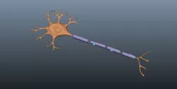 Neuron 3D 3D model