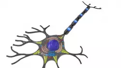 Neuron 3D model 3D model