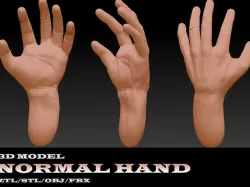 Normal Hand 3D model