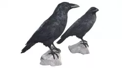 Raven 3D model
