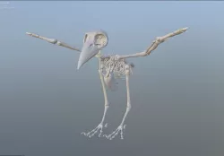 raven skeleton 3D model
