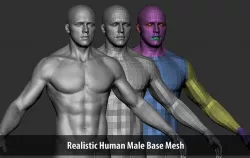 Realistic Human Male Basemesh  Low-poly 3D model