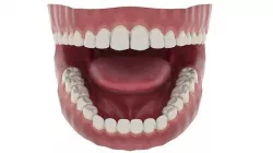 Realistic low poly mouth  Low-poly 3D model