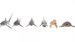 Sea Models Low-poly 3D model