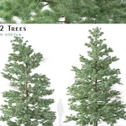 Set of White fir or Abies concolor Trees - 2 Trees 3D model
