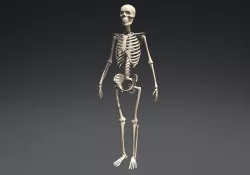Skeleton 3D model