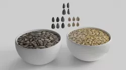 Sunflower seed 3D model